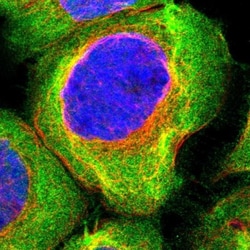 XIRP1 Antibody, Novus Biologicals:Antibodies:Primary Antibodies